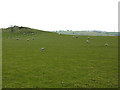 Field above Allt-goch woods