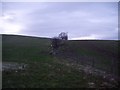 Fence on the route of the Antonine Wall