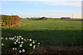 Daffodils and Barn