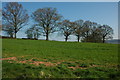 Hedgerow trees