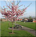 Blossom at Tinsley Green