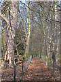 Footpath through woodland north of the River Tyne