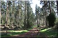 Path through Cobhill Rough