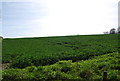 Crops growing by Smallbridge Rd