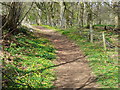 Woodland Bridleway, Busbridge Lakes