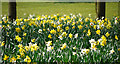 Daffodils, Bangor