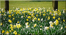 J5181 : Daffodils, Bangor by Rossographer