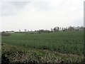 Fields near Lower Bearwood