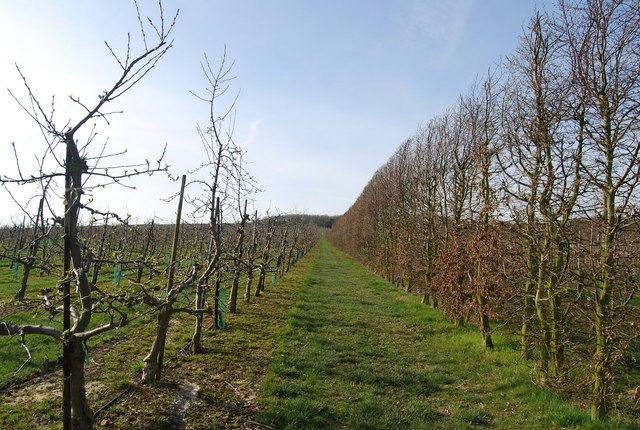 High Weald Landscape Trail through orchards