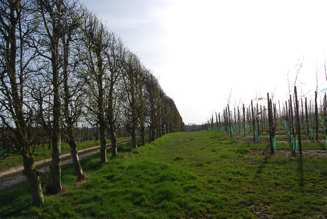 Orchards and Shelterbelt