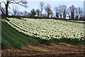 Field of Narcissi