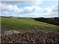 Sheep south of Sweet Well House