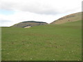 Grazing lands in Dumfries and Galloway