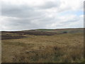 Rough grasslands near Blawearie