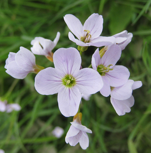 Lady's smock or Cuckoo flower © Pauline E :: Geograph Britain and Ireland