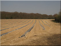 TQ6933 : Very dry field near Chingley Wood by David Anstiss