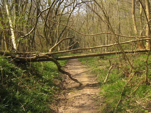 Sussex Border Path in Stumblett Wood