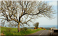 Tree and whins, Islandmagee