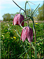 SU0994 : More snake's head fritillaries in the North Meadow National Nature Reserve, Cricklade by Brian Robert Marshall