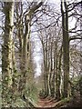 Tree lined bridleway