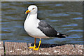 Lesser Black-backed Gull - Cosmeston Lakes