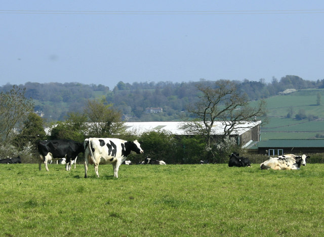 2010 : Herd of cows near Rookery Farm © Maurice Pullin cc-by-sa/2.0 ...