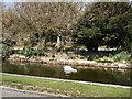 Herring Gull in Egerton Park