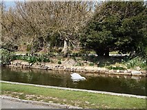 TQ7307 : Herring Gull in Egerton Park by Paul Gillett