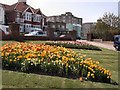 Daffodils by Egerton Park