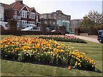 TQ7307 : Daffodils by Egerton Park by Paul Gillett