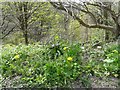 Dandelions above Gower Hey Valley