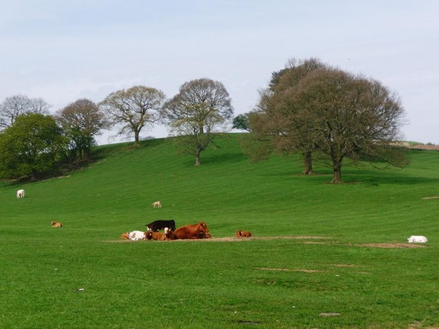 Parkland cattle