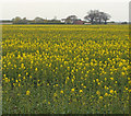 Oilseed Rape near New Holland