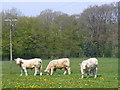 Grazing at Drungewickhill