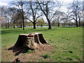 Tree Stump, Hyde Park, London W1