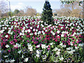 TQ2879 : Spring Flowers, Hyde Park, London by Christine Matthews
