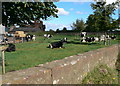 Friesian cattle at Balderton Hall Farm