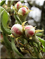 An old variety of apple