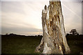 Dead Tree near Belvoir Castle