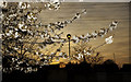 Blossom against the Evening Sky