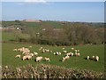 Sheep near Butterleigh