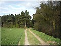 Approaching Millfield Wood