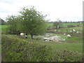 Pond near Heworth House Aycliffe Village