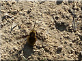 Bee Fly