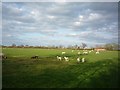 Sheep near Kexby