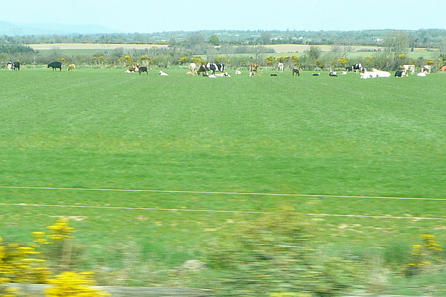 Pasture at Cushenstown