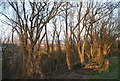 Trees catching the setting sun, Beachy Head Rd