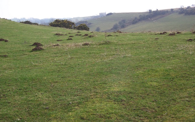 Grazing land and moleshills near Corney