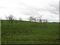 Young trees and grazing