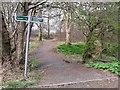 Woodland path at Arnbrae